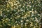 Field of camomile Matricaria chamomilla flowers