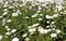 Field, camomile, summer, meadow, background, flowers, spring, chamomile, white, flower, blue, sky, nature, green, floral, landscap