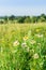 Field camomiles closeup on a meadow