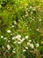 Field camomiles in a dense green grass