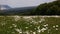 Field camomiles mountains forest wind blows