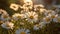 Field of camomiles at sunny day at nature. Camomile daisy flowers, field flowers, chamomile flowers, spring day. Generative AI