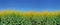 Field of canola blooming under blue sky