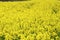 field, canola crops