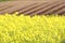 field, canola crops