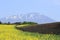 field, canola crops and Mt.Iwate