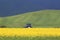 field, canola crops and tractor