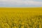 field canola plant photo