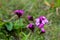 Field carnation with bright pink petals. Closeup