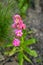 Field carnation with bright pink petals and grass on background