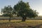 Field of carob trees, Ceratonia siliqua at sunrise