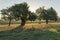 Field of carob trees, Ceratonia siliqua at sunrise