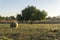 Field of carob trees, Ceratonia siliqua at sunrise