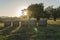 Field of carob trees, Ceratonia siliqua at sunrise