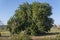 Field of carob trees, Ceratonia siliqua at sunrise