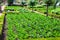 A field of celery plants, tidy ordered in squares