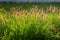 Field of Cenchrus setaceus grass flowers in daylight