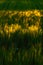 Field with cereal. Sunset and corn field barley. Wheat field in the evening. Wheat field on the background of the setting sun. Bar