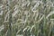 The field of cereals. Spikelets. Agriculture