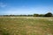 Field With Chamomile