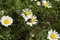 Field chamomile and beetle