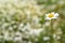 Field chamomile on blurred background