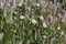 Field chamomile flowers close up. Beautiful natural scene with blooming medical chamomiles