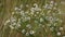 Field chamomile gently are swaying in the wind