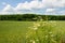 Field chamomile in meadow against forest and cloudy sky