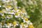 Field with chamomile plants Matricaria chamomilla in flower