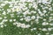 Field chamomiles flower in garden for summer background