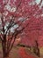 Field Cherry Tree Woods Hanami