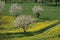 field with cherry trees, Germany