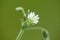 Field chickweed