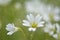 Field Chickweed Cerastium arvense