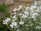 Field chickweed in home garden.