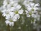 Field chickweed or mouse-ear blooming in the spring.