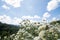 Field of chrysanthemums in the air, clear sky and sunbeam, natural concepts