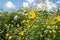 Field of chrysanthemums in the air, clear sky and sunbeam, natural concepts