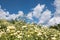 Field of chrysanthemums in the air, clear sky and sunbeam, natural concepts