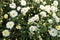 Field of chrysanthemums in the air, clear sky and sunbeam, natural concepts