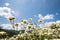 Field of chrysanthemums in the air, clear sky and sunbeam, natural concepts