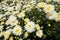 Field of chrysanthemums in the air, clear sky and sunbeam, natural concepts