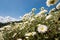 Field of chrysanthemums in the air, clear sky and sunbeam, natural concepts