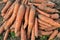 In the field, cleared of leaves and soil harvest carrots
