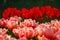 A field of Closeup tulip flowers in the garden