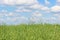 Field and cloud panorama