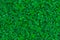Field of clover. Green background for Saint Patrick`s day