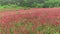 Field with clover Trifolium pratense, feeding livestock