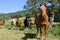 Field of colored horses